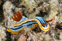 Chromodoris annae (Anna's Chromodoris)