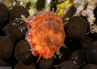 Talostolida teres (Tapering Cowry)