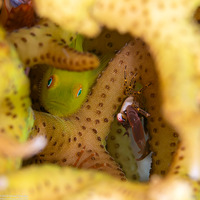 Paragobiodon xanthosoma (Emerald Coralgoby)