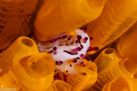 Aegires villosus (Shaggy Aegires)