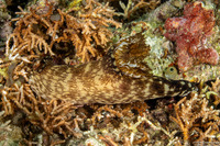Jorunna rubescens (Red-Lined Jorunna)