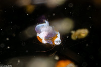 Idiomysis sp.1 (Hovering Opossum Shrimp)