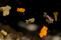 Idiomysis sp.1 (Hovering Opossum Shrimp)