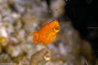 Idiomysis sp.1 (Hovering Opossum Shrimp)