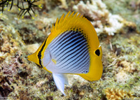 Chaetodon ocellicaudus (Spot-Tail Butterflyfish)