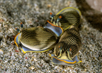 Armina semperi (Semper's Armina)