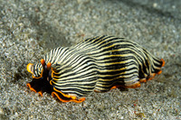 Armina sp.1 (Orange-Margined Armina)