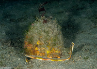 Cassis cornuta (Horned Helmet)