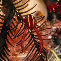 Allogalathea elegans (Elegant Crinoid Squat Lobster)