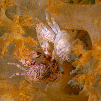 Lissoporcellana nakasonei (Soft Coral Porcelain Crab)