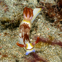 Nembrotha lineolata (Lined Nembrotha)