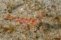 Metapenaeopsis sp.1 (Metapenaeopsis sp.1)