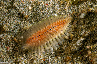 Chloeia amphora (Amphora Fireworm)