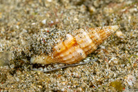 Vexillum polygonum (Polygonal Mitre)