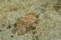 Thysanophyrs celebica (Celebes Flathead)