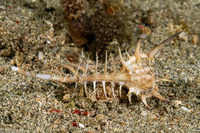 Murex ternispina (Tipped Murex)