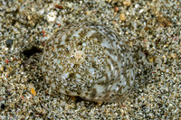 Ethalia guamensis (Guam Button Top Shell)