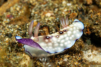 Goniobranchus hintuanensis (Goniobranchus Hintuanensis)