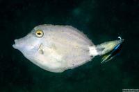 Cantherhines fronticinctus (Spectacled Filefish)