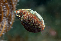 Macropharyngodon negrosensis (Black Leopard Wrasse)