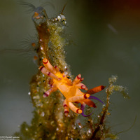 Coryphellina sp.1 (Coryphellina sp.1)