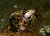 Aspidontus dussumieri (Slender Sabretooth Blenny)