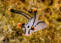 Thecacera picta (Painted Thecacera)