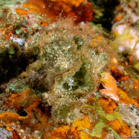 Elysia cf. tomentosa (Shaggy Elysia)