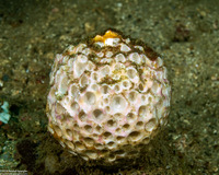 Paratetilla sp.1 (Paratetilla sp.1)