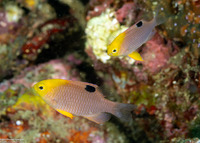 Chrysiptera talboti (Talbot's Damsel)