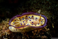 Goniobranchus kuniei (Kunie's Chromodoris)