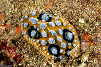Phyllidia ocellata (Ocellated Phyllidia)