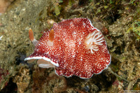 Chromodoris reticulata (Reticulated Chromodoris)