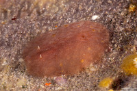 Asteronotus mimeticus (Mimic Asteronotus)