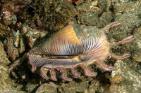Lambis scorpius (Scorpion Spider Conch)