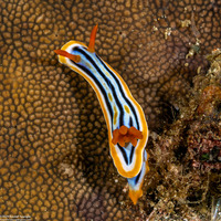 Chromodoris colemani (Coleman's Chromodoris)