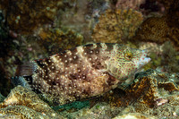 Cheilinus chlorourus (Floral Wrasse)