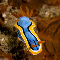 Chromodoris annae (Anna's Chromodoris)