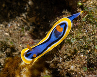 Chromodoris annae (Anna's Chromodoris)