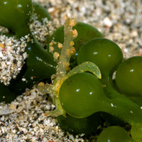 Lobiger sp.1 (White-Spotted Lobiger)