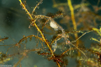 Caprella sp.1 (Skeleton Shrimp)