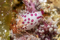 Diminovula aurantiomacula (Yellow-Spotted Egg Shell)