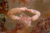 Lissoporcellana quadrilobata (Four-Lobed Porcelain Crab)