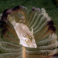 Paramonacanthus choirocephalus (Whiteblotch Filefish)