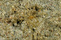 Achaeus sp.1 (Achaeus sp.1)