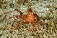 Epialtidae sp.1 (Reddish Spider Crab)