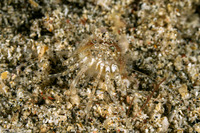 Catapagurus sp.1 (Catapagurus sp.1)