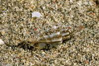 Eucithara sp.1 (Eucithara sp.1)