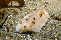 Diaulula sandiegensis (San Diego Dorid)