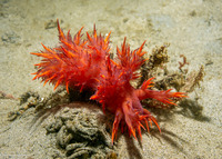 Dendronotus iris (Rainbow Dendronotus)